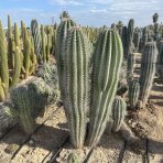 Kardón obrovský (Pachycereus pringlei) - výška 100-120 cm, kont.C40L (-4°C) - STARÝ A VZÁCNY EXEMPLÁR